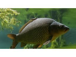 Diverse - images.jpeg